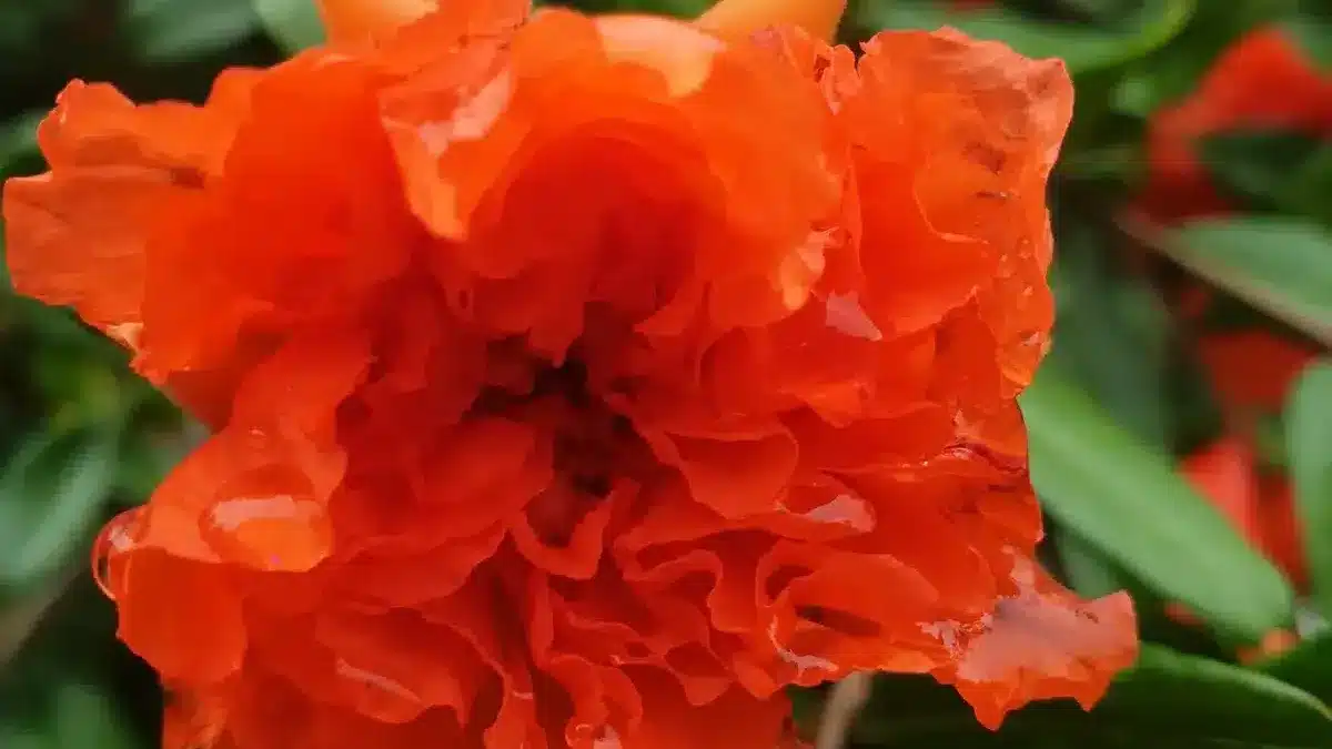 grenadier dès 6€50