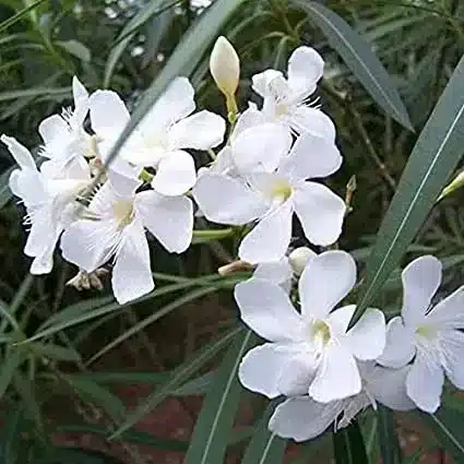 laurier-rose-blanc à l'unité 35€ par 5 et plus 29€