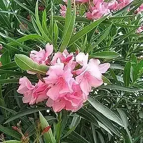 laurier-rose rose laurier-rose-blanc à l'unité 35€ par 5 et plus 29€