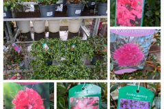 AZALEA JAPONICA