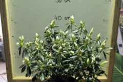 AZALEA-JAPONICAS-19€90