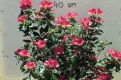 AZALEA-JAPONICAS-19€90