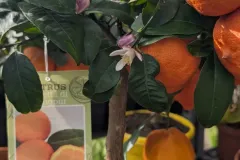 CITRUS LIMIETTA