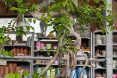 BONSAI-ZELKOVA