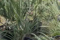 BUTIA-CAPITATA