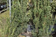 CALLISTEMON