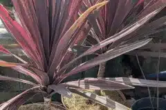 CORDYLINE-AUSTRALIS-RED-STAR- CORDYLINE-AUSTRALIS-RED-STAR-