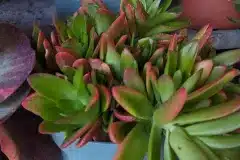 CRASSULA 9€50
