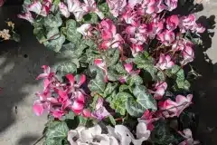 CYCLAMEN-JARDINIERE-COMPLETE