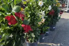 DIPLADENIA-25€
