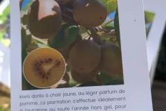 KIWI-JAUNE