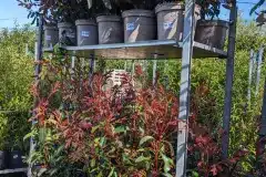 PHOTINIA-1
