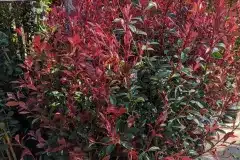 PHOTINIA-2