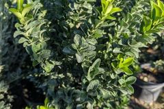 FUSAIN PULCHELLUS  MICROPHYLLA   12€50