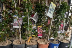 ROSIER-GRIMPANT-EXTRA x1=39€ et par 2=35€ l'unité