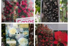 ROSIER-GRIMPANT-EXTRA x1=39€ et par 2=35€ l'unité