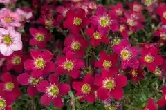 SAXIFRAGE- DIVERSES COULEURS 4€50