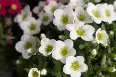 SAXIFRAGE- DIVERSES COULEURS 4€50