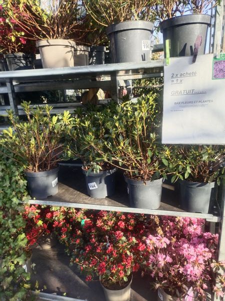 AZALEA JAPONICA