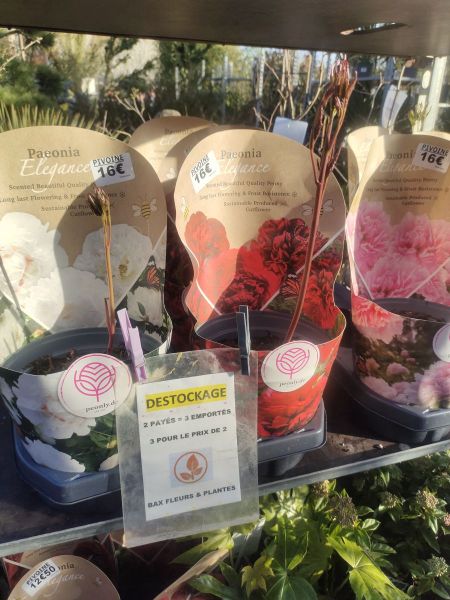 PIVOINE HERBACEES