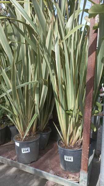 PHORMIUM