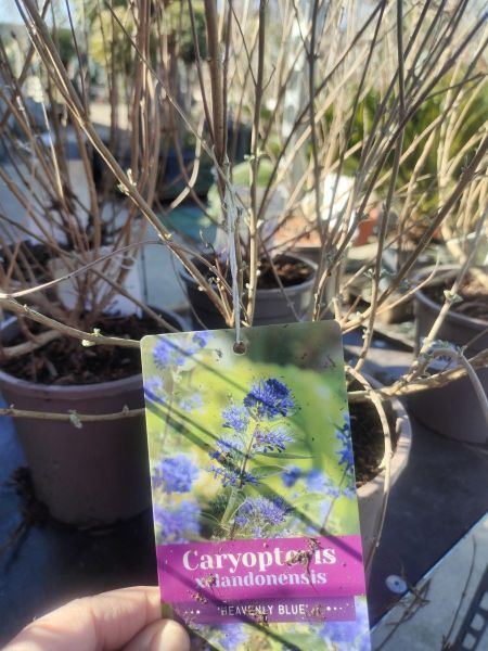 CARYOPTERIS