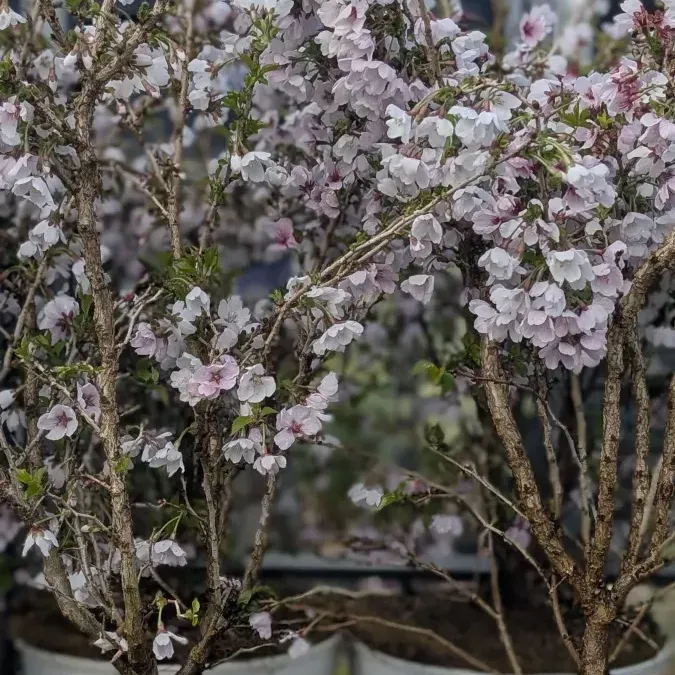 CERISISER A-FLEUR-KO JO MAI dispo dès 29€ CERISISER A-FLEUR-KO JO MAI dispo dès 29€