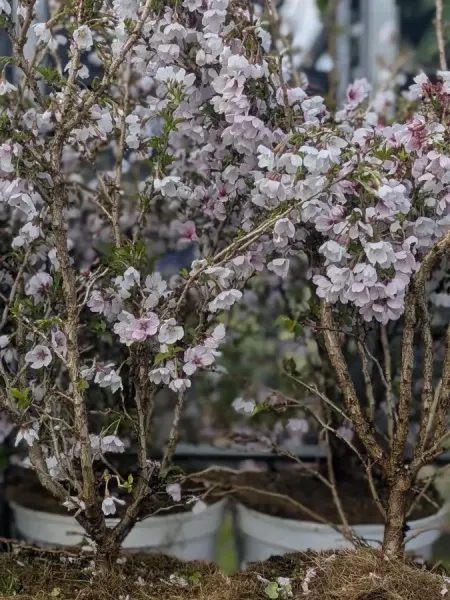 CERISISER A-FLEUR-KO JO MAI dispo dès 29€ CERISISER A-FLEUR-KO JO MAI dispo dès 29€