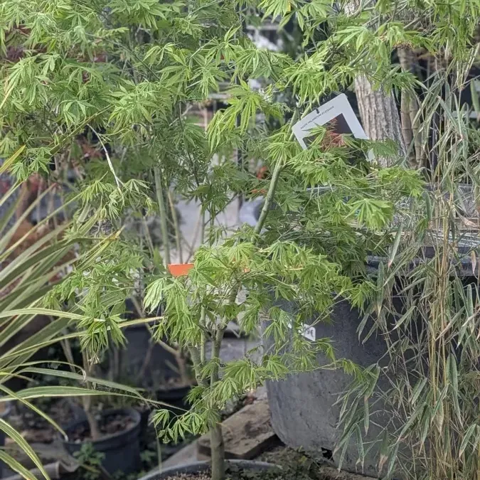 ACER-PALMATUM ACER-PALMATUM