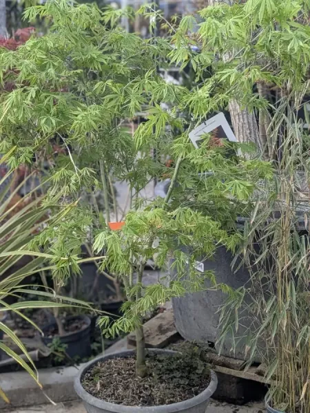 ACER-PALMATUM ACER-PALMATUM