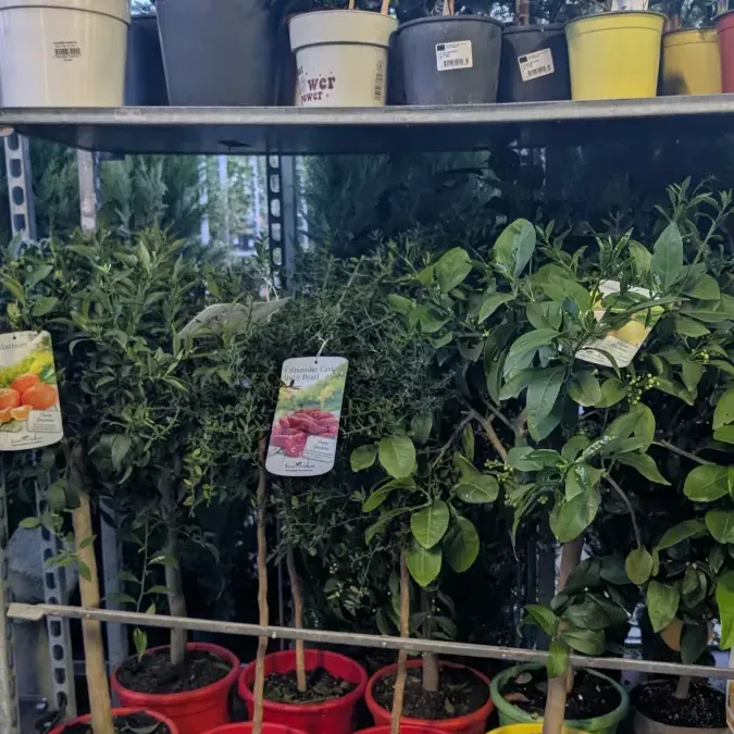 AGRUMES-XL Citron caviar, Oranger, Combava, Lime de tahiti à 89€ AGRUMES-XL Citron caviar, Oranger, Combava, Lime de tahiti à 89€