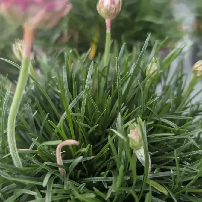 ALMERIA Gazon espagnol - 4€ ALMERIA Gazon espagnol - 4€