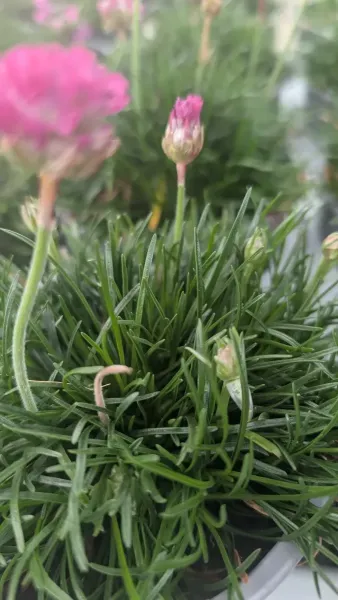 ALMERIA Gazon espagnol - 4€