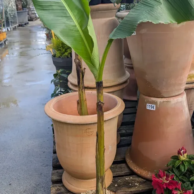 BANANIER-39E BANANIER-39E