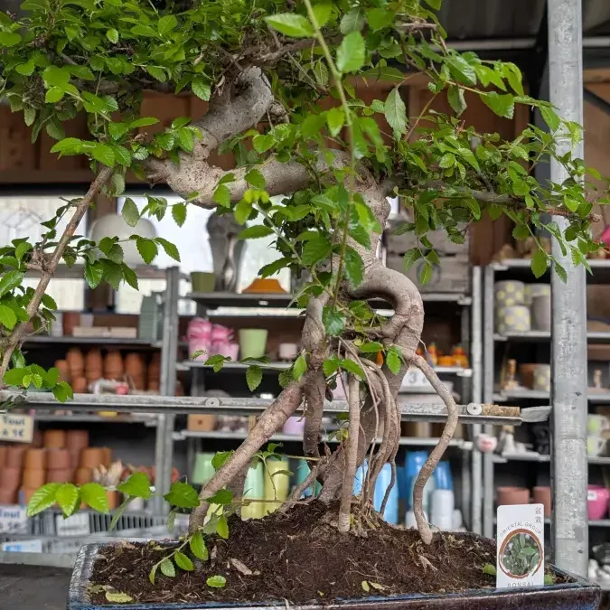 BONSAI-ZELKOVA BONSAI-ZELKOVA