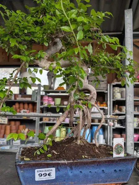 BONSAI-ZELKOVA BONSAI-ZELKOVA
