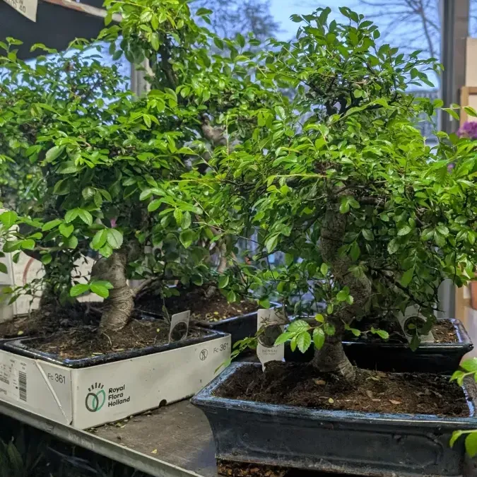 BONZAI à partir de 29€ BONZAI à partir de 29€