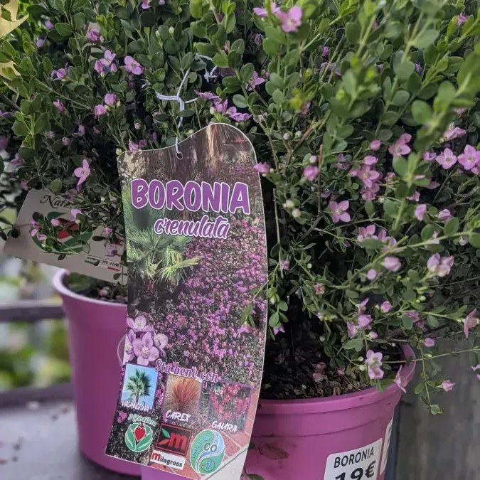 BORONIA 12€50 BORONIA 12€50
