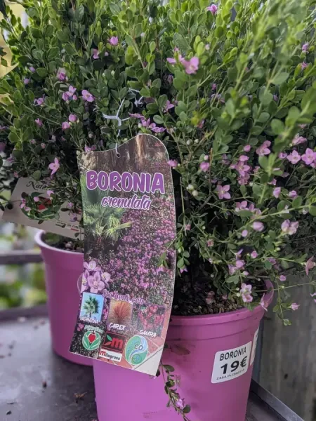 BORONIA 12€50 BORONIA 12€50