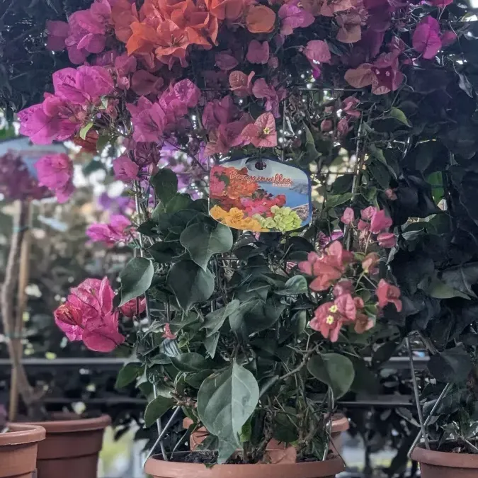 BOUGAINVILLIER-SUR-STRUCTURE 49€ BOUGAINVILLIER-SUR-STRUCTURE 49€