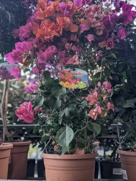 BOUGAINVILLIER-SUR-STRUCTURE 49€ BOUGAINVILLIER-SUR-STRUCTURE 49€