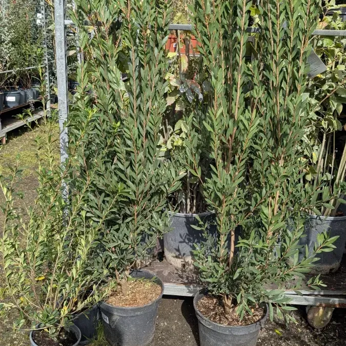 CALLISTEMON -Rince Bouteille à partir de 16€50 et 49€ pour les plus grands CALLISTEMON -Rince Bouteille à partir de 16€50 et 49€ pour les plus grands