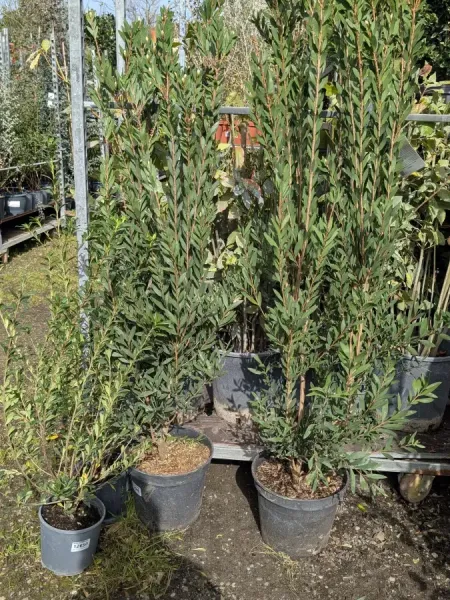 CALLISTEMON -Rince Bouteille à partir de 16€50 et 49€ pour les plus grands CALLISTEMON -Rince Bouteille à partir de 16€50 et 49€ pour les plus grands