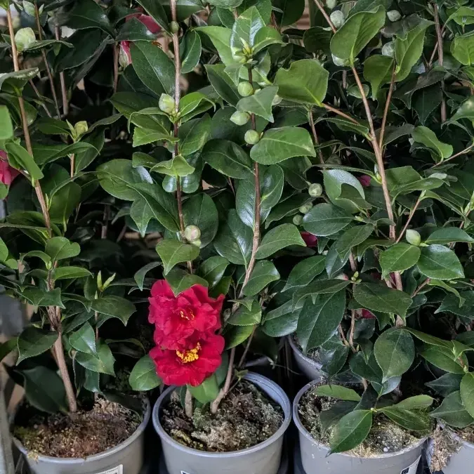 CAMELIA à partir de 9€ CAMELIA à partir de 9€