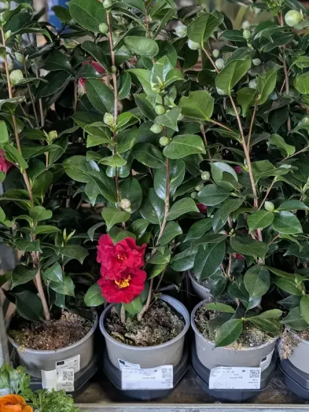 CAMELIA à partir de 9€ CAMELIA à partir de 9€