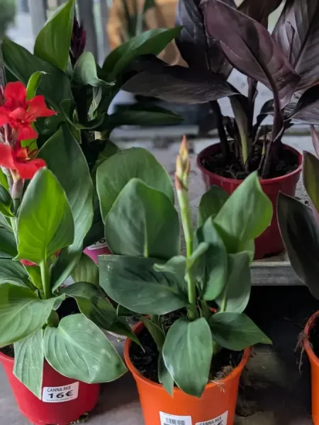 CANNA CANNA