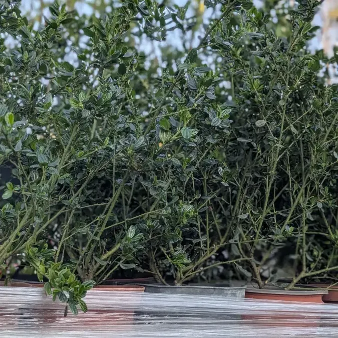 CEANOTHE 14€50 CEANOTHE 14€50