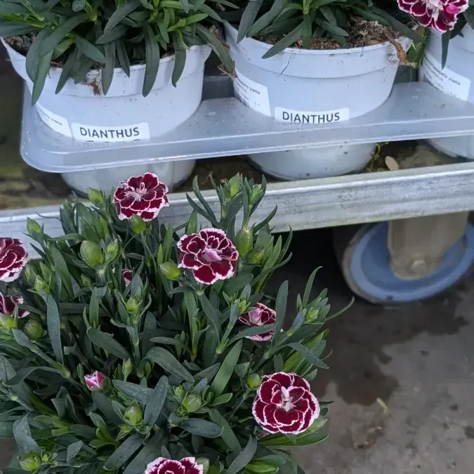DIANTHUS-OEILLET 4€50 DIANTHUS-OEILLET 4€50