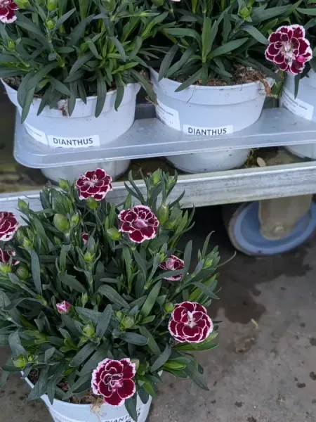 DIANTHUS-OEILLET 4€50 DIANTHUS-OEILLET 4€50