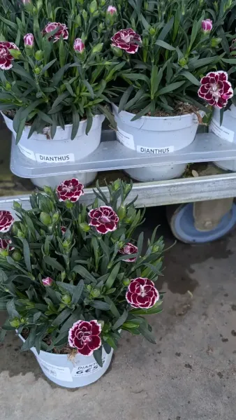 DIANTHUS-OEILLET  4€50
